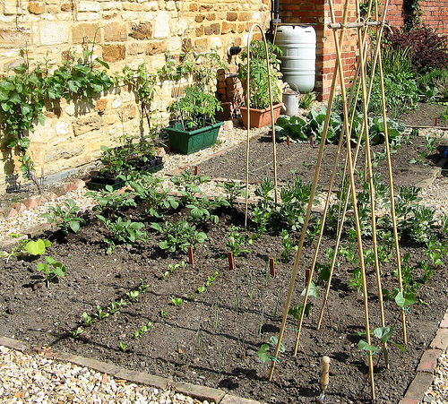 Planting Spring Veggies