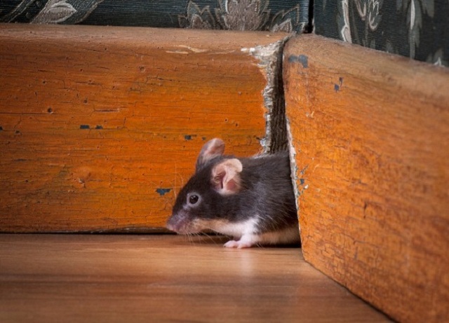 Pest Control