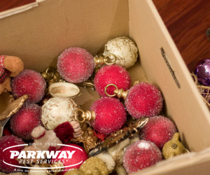 holiday pests